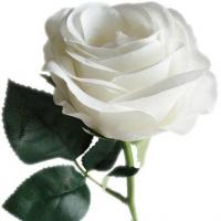 Profile picture for user linamustafa